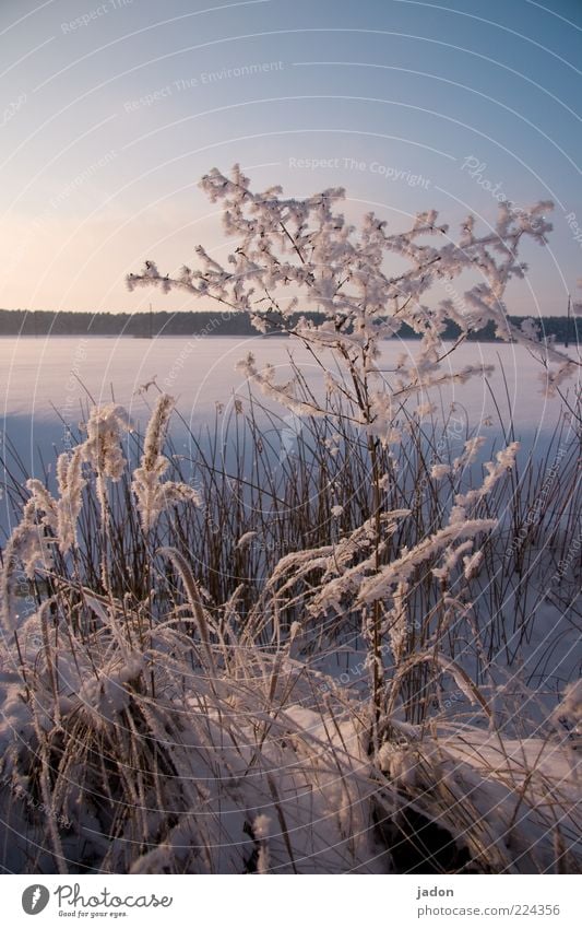 winterschlaf Winter Schnee Natur Landschaft Pflanze Wolkenloser Himmel Schönes Wetter Gras Sträucher Wiese Feld frieren glänzend kalt schön blau silber weiß