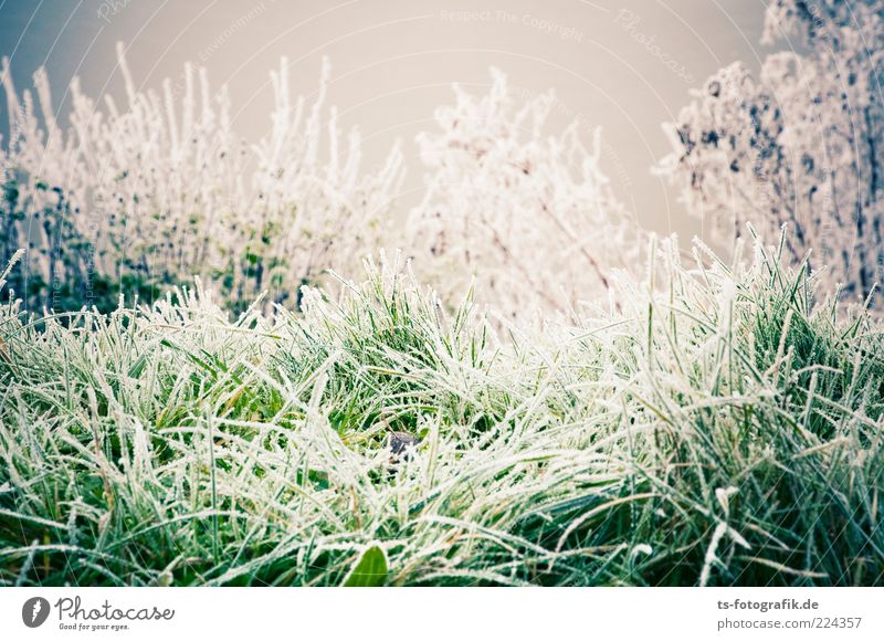 Winter-Zuckergras Umwelt Natur Landschaft Pflanze Urelemente Wetter Eis Frost Schnee Gras Sträucher Grünpflanze Wiese kalt grau grün weiß Raureif Eiskristall