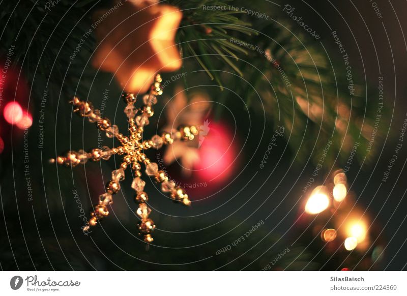 Oh Tannenbaum Feste & Feiern Baum Tannenzweig Dekoration & Verzierung Kerze Kitsch Krimskrams Weihnachtsstern Weihnachtsbaum Christbaumkugel glänzend hell schön