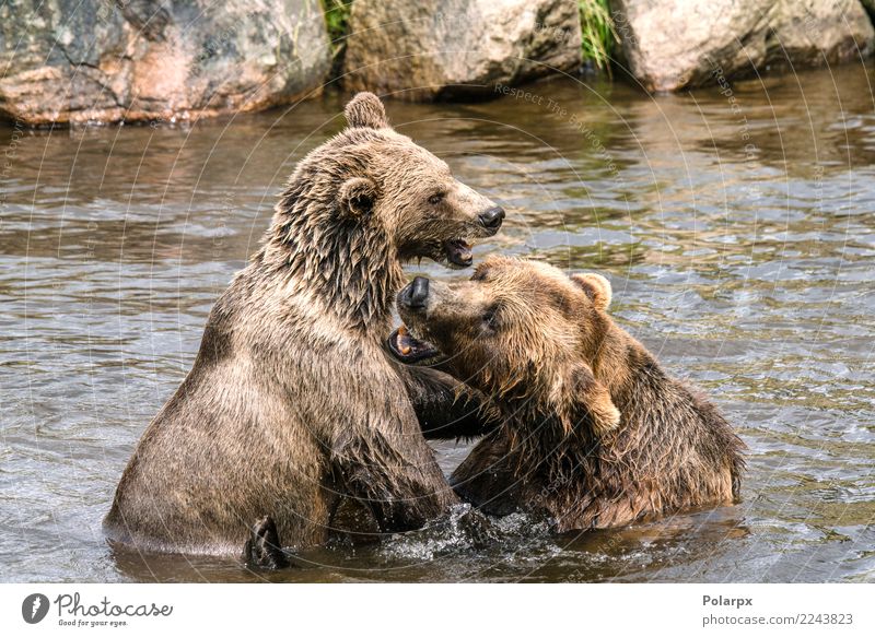 Zwei Bären, die in einem Fluss kämpfen Leben Spielen Sommer Mann Erwachsene Mutter Paar Zoo Natur Tier Park Wald Felsen Teich See Pelzmantel groß natürlich