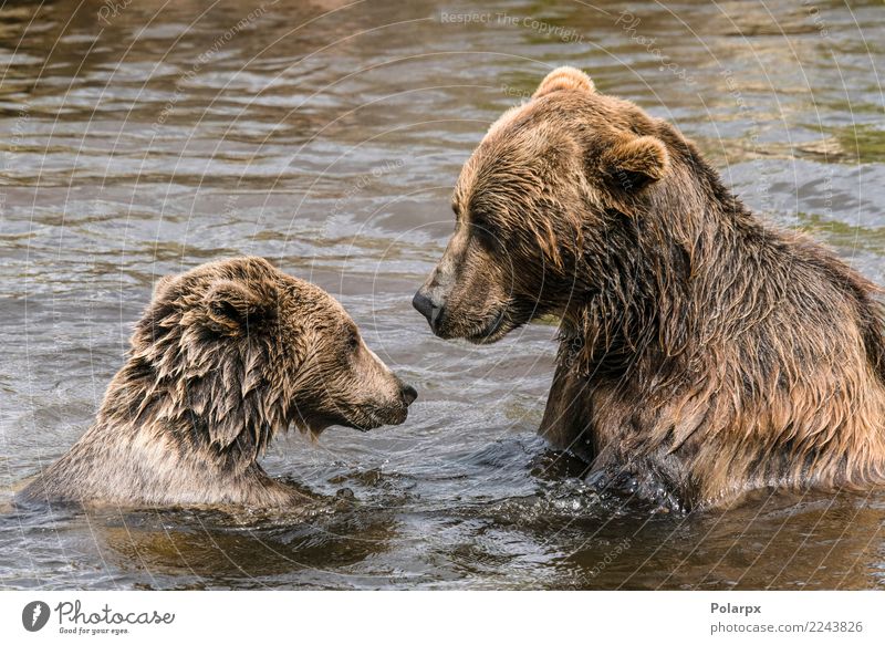 Zwei Bären haben eine ernsthafte Unterhaltung in einem Fluss Schwimmbad Sommer sprechen Erwachsene Zoo Natur Tier Herbst Teich See Pelzmantel beobachten dunkel