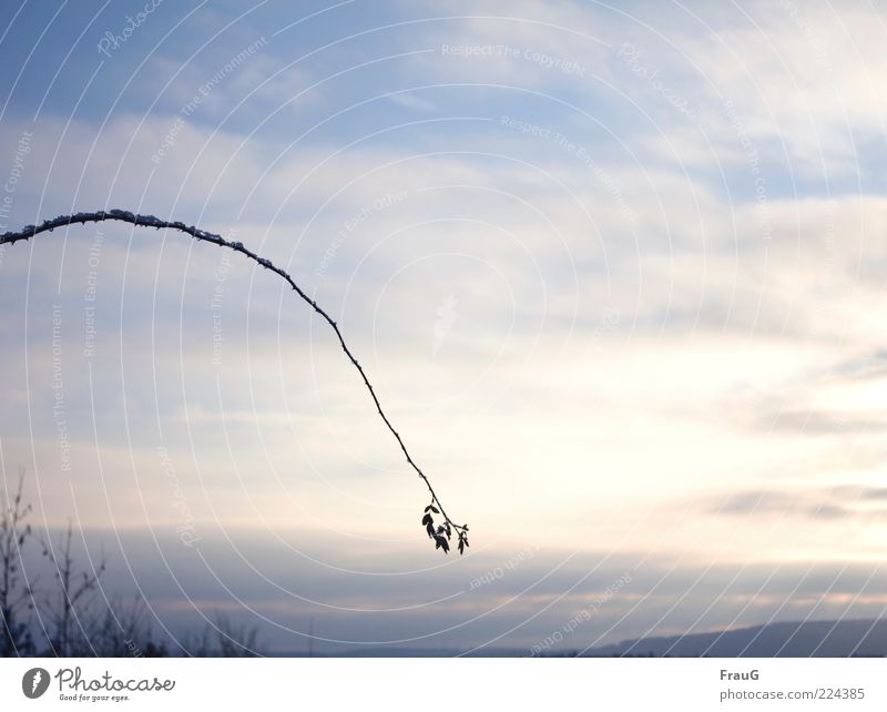 abgebogen Natur Landschaft Himmel Wolken Winter Eis Frost Bogen hängen Stimmung Farbfoto Außenaufnahme Hagebutten Wolkenhimmel Ferne Menschenleer Horizont