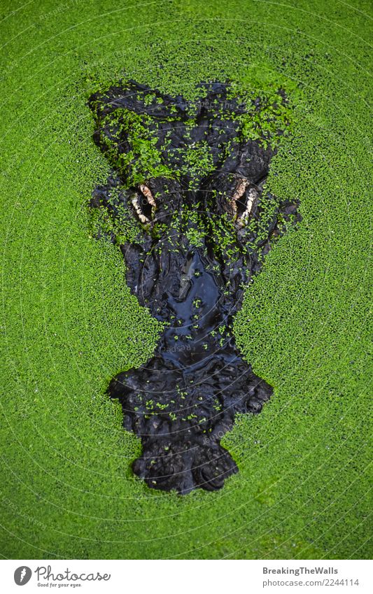 Schließen Sie herauf Porträt des Krokodils in der grünen Entengrütze Fotokamera Natur Tier Fluss Wildtier Zoo 1 hässlich wild gefährlich bedrohlich Alligator