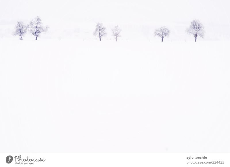 Ein Hauch von Nichts Umwelt Natur Landschaft Himmel Winter Klima Wetter Schnee Baum Feld kalt weiß ruhig Einsamkeit Gedeckte Farben Außenaufnahme