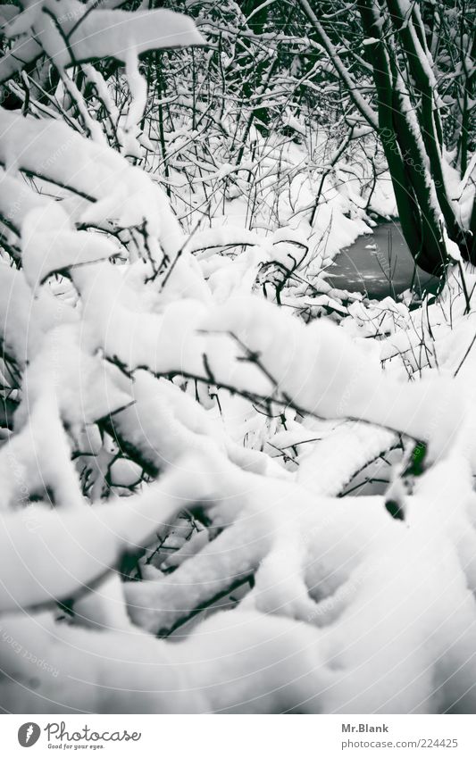 winterlich III Natur Wasser Winter Wetter Eis Frost Schnee Baum Wildpflanze Wald Bach frieren Blick warten kalt schwarz weiß Umwelt Ferne ruhig ruhen Ast