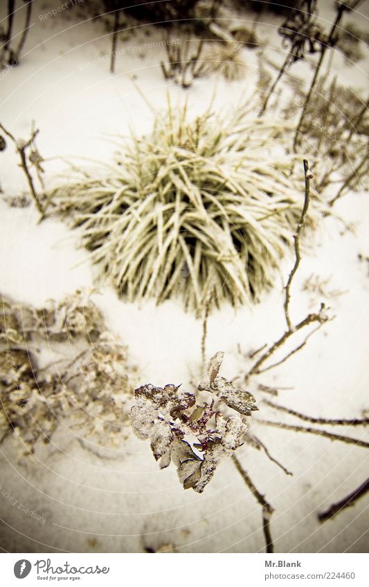 winterlich II Natur Pflanze Winter Eis Frost Schnee Garten dunkel kalt weiß Blatt Gedeckte Farben Außenaufnahme Menschenleer Tag Unschärfe Vogelperspektive