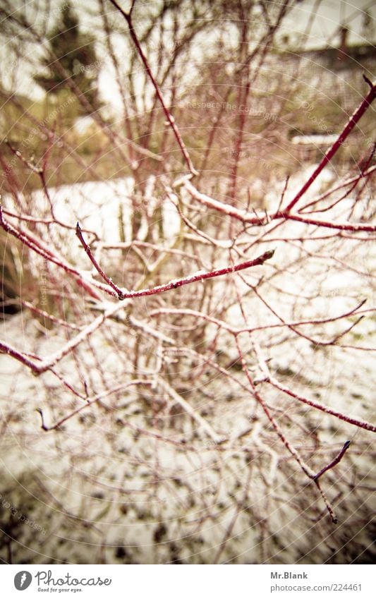 winterlich I Natur Pflanze Winter Eis Frost Schnee Sträucher Garten dunkel exotisch kalt rot schwarz weiß Gedeckte Farben Außenaufnahme Menschenleer Tag