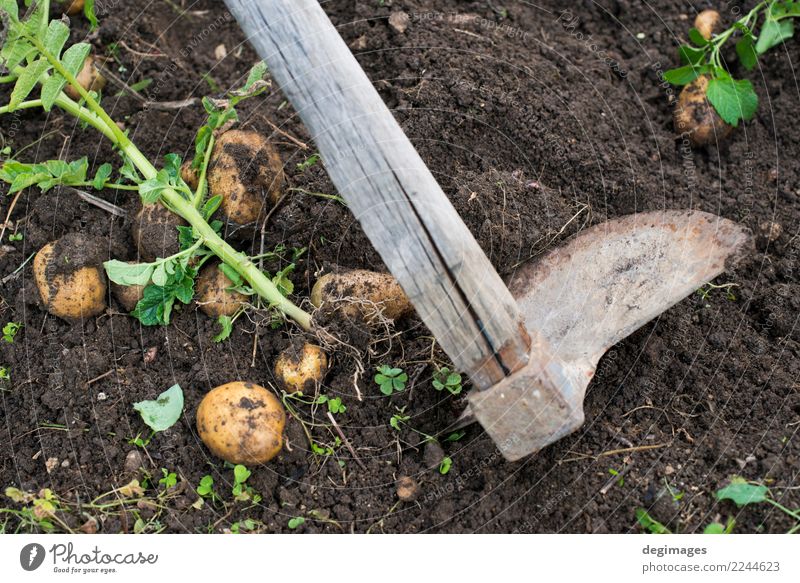 Graben von reifen Kartoffeln Gemüse Garten Gartenarbeit Hand Pflanze Erde frisch natürlich Ernte Schürfen Feld Feldfrüchte organisch Lebensmittel Bauernhof