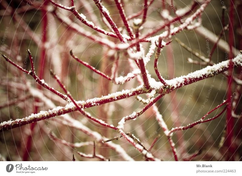 winterlich XIII Natur Pflanze Winter Eis Frost Schnee Sträucher dunkel kalt braun rot weiß Einsamkeit Gedeckte Farben Außenaufnahme Menschenleer Tag Unschärfe