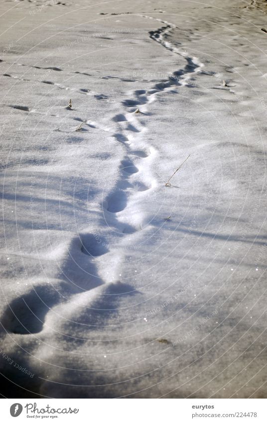 Der Yeti glaubt nicht an Reinhold Messner. Natur Klimawandel Wetter Eis Frost Schnee weiß Spuren Fußspur Winter Farbfoto Außenaufnahme Menschenleer Tag Licht