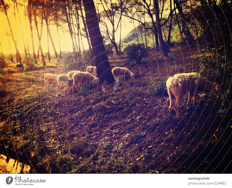 Tiergruppe retro Schaf Feld Fressen Wald Andalusien Spanien Baum Erde Weide Schäfer Farbfoto Außenaufnahme Menschenleer Morgendämmerung
