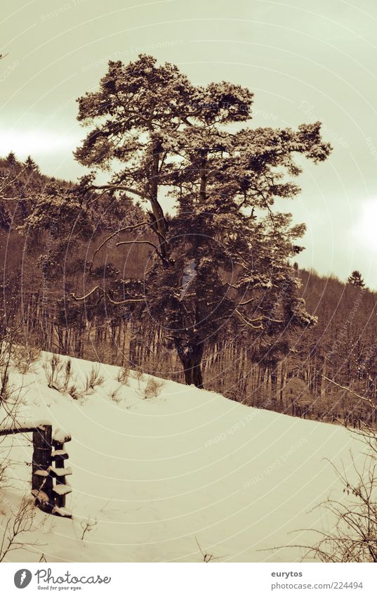 Kiefer Umwelt Natur Landschaft Pflanze Winter Klima Klimawandel Wetter schlechtes Wetter Baum Nadelbaum Wald Weide Farbfoto Außenaufnahme Textfreiraum unten Tag