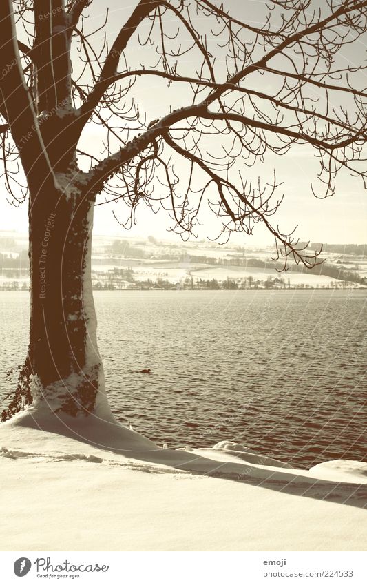 Seeufer Umwelt Natur Landschaft Pflanze Tier Winter Klima Schnee braun weiß Baum Baumstamm Ast Außenaufnahme Tag Licht Schatten Menschenleer Ente