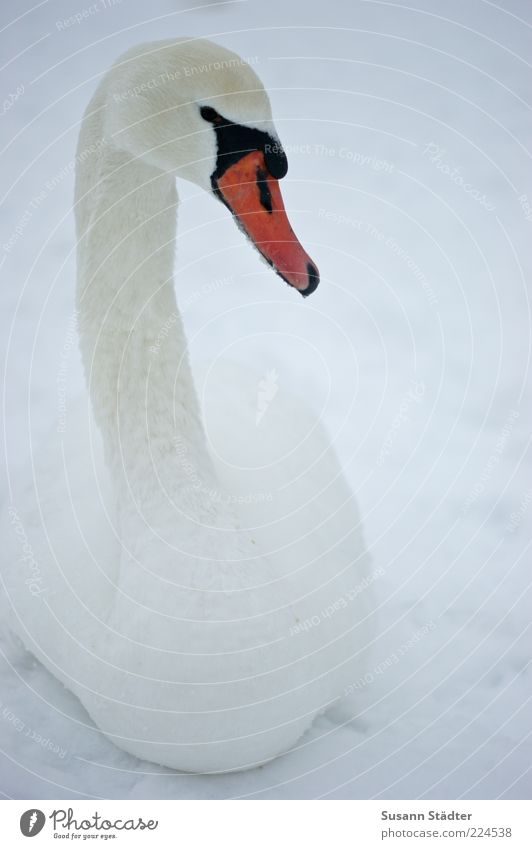Schönheit Tier Wildtier Vogel Schwan 1 beobachten schön elegant Anmut Schnee Winter Einsamkeit Farbfoto Abend Dämmerung Schatten Kontrast Zentralperspektive