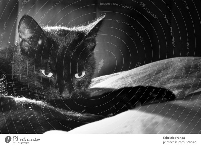 Fernet Tier Haustier Katze Tiergesicht Fell 1 dunkel niedlich weich schwarz Zufriedenheit Trägheit bequem Schwarzweißfoto Innenaufnahme Studioaufnahme