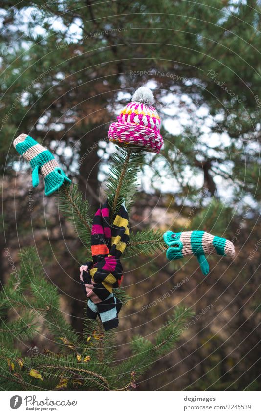 Wintermütze, Schal und Handschuhe auf einem Baum Natur Herbst Wetter Wärme Wald Bekleidung Accessoire Hut weiß Tanne Ast Weihnachten kalt Fäustlinge Wolle