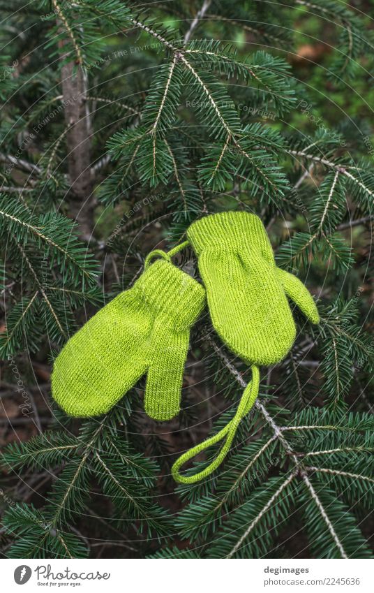 Winter grüne Handschuhe auf Tanne Dekoration & Verzierung Feste & Feiern Weihnachten & Advent Wärme Baum Bekleidung Holz neu Jahr Feiertag Jahreszeiten