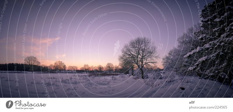 waldrand Winter Schnee Sonnenaufgang Sonnenuntergang Sonnenlicht Baum Feld Wald Menschenleer frieren kalt violett Waldrand Einsamkeit Farbfoto Außenaufnahme