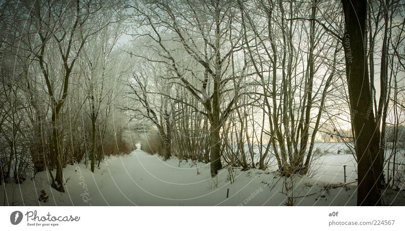 Weg zwischen Bäumen Umwelt Natur Landschaft Winter Wege & Pfade Schnee braun kalt Gedeckte Farben Außenaufnahme Menschenleer Abend Dämmerung