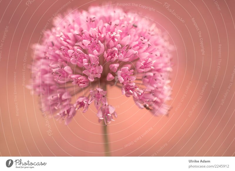 Blüte des Zierlauch (Allium) elegant Leben harmonisch Wohlgefühl Zufriedenheit Erholung ruhig Meditation Dekoration & Verzierung Tapete Bild Natur Pflanze