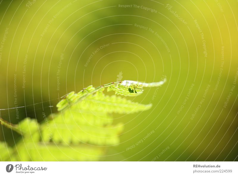 neulich im wald Umwelt Natur Pflanze Farn Grünpflanze Wildpflanze Wachstum ästhetisch natürlich grün nachhaltig Spinnennetz Makroaufnahme grün-gelb Blatt