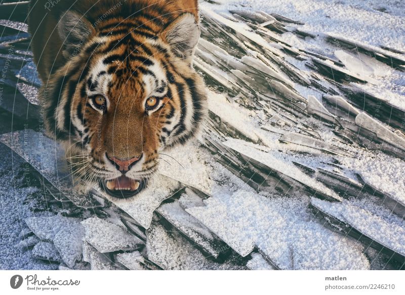 Sibirische Kälte Tier Wildtier Tiergesicht 1 kalt wild braun grau weiß Tiger Blick nach oben Maul offen Zähne Eis Farbfoto Außenaufnahme Menschenleer