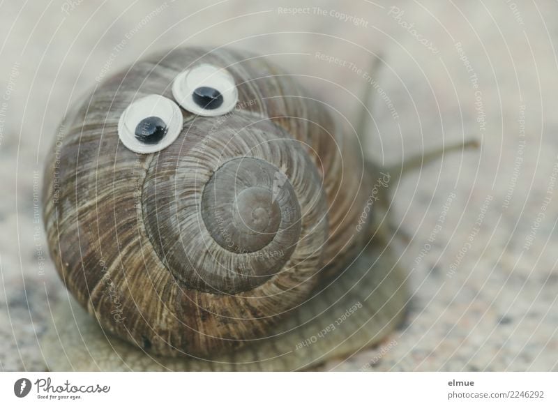 funny snails (5) Schnecke Weinbergschnecken Schneckenhaus Fühler Auge Spirale Gesichtsausdruck Drehgewinde Fröhlichkeit lecker nah schleimig Freude Lebensfreude