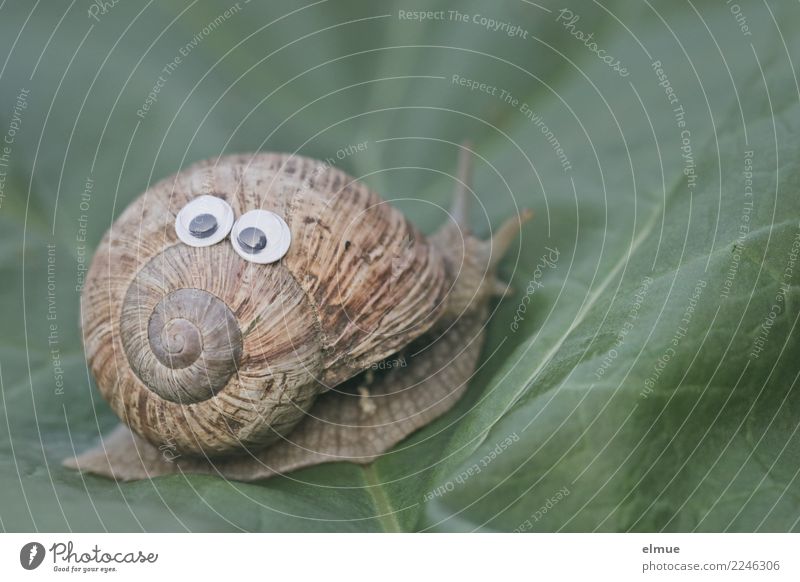 funny snails (2) Blatt Wildtier Schnecke Weinbergschnecken Schneckenhaus Spirale Drehgewinde Auge Rechtsdrehend Fröhlichkeit verrückt Freude Lebensfreude