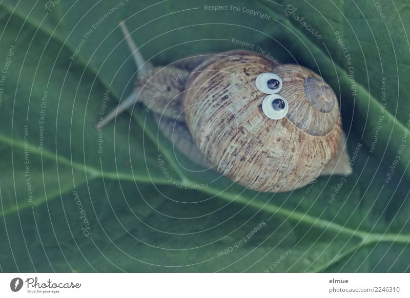 funny snails (8) Design Freude Basteln Dekoration & Verzierung Schnecke Weinbergschnecken Schneckenhaus Auge Fühler Gehäuse Kalkschale Spirale Drehgewinde