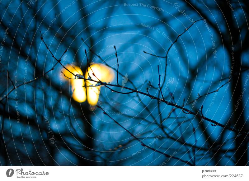 Licht im Dunkeln Natur Himmel Winter Pflanze Baum leuchten hell kalt blau gelb Gefühle Laterne Beleuchtung Eis frieren Nacht dunkel Farbfoto Außenaufnahme