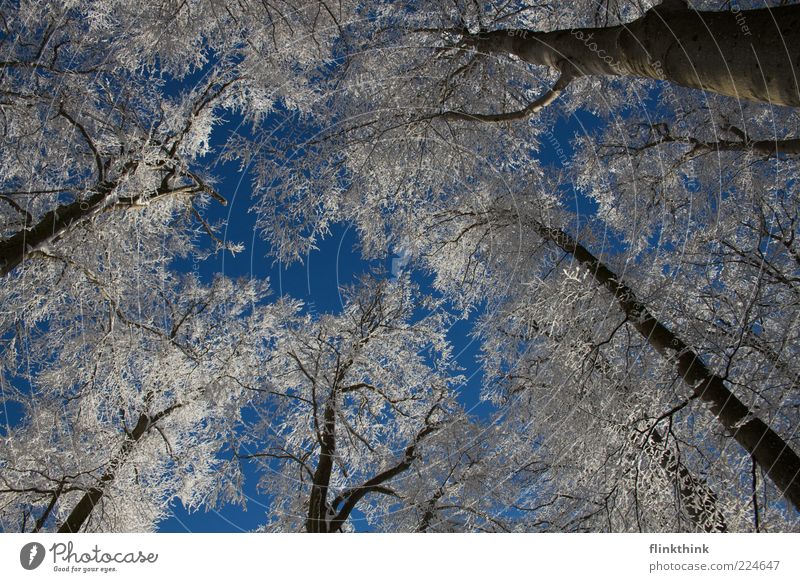 Winterzauber #2 Schnee Umwelt Natur Himmel Wolkenloser Himmel Sonnenlicht Baum Ast frieren schön Stimmung Menschenleer Tag Licht Kontrast Baumkrone