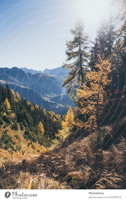 Lichtspiel Natur Landschaft Himmel Wolkenloser Himmel Sonne Herbst Schönes Wetter Wald Berge u. Gebirge blau braun gelb gold orange Tourismus Schweiz