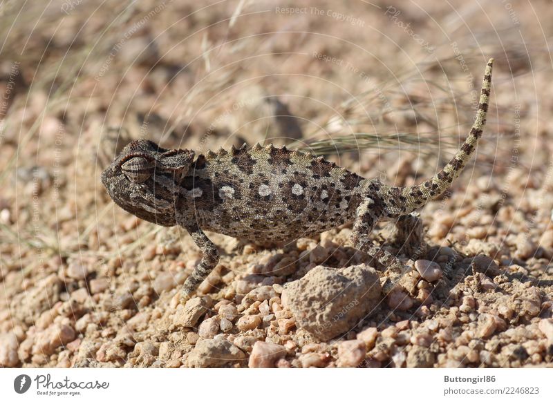 Chamäleon I Tier Wildtier - ein lizenzfreies Stock Foto von Photocase