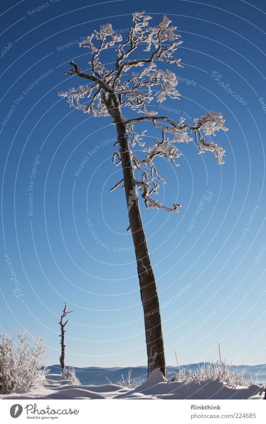 Winterzauber #3 Ferne Freiheit Sonne Schnee Winterurlaub Umwelt Natur Himmel Wolkenloser Himmel Sonnenlicht Baum Ast frieren schön Stimmung träumen Wunsch