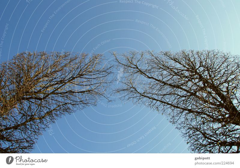 zusammen | wachsen (Vol.3) Natur Landschaft Luft Himmel Wolkenloser Himmel Schönes Wetter Pflanze Baum Garten Park blau Lebensfreude Bogen Tor Himmelstor