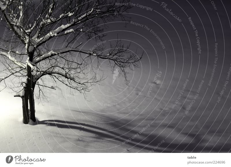 lonely Umwelt Natur Landschaft Pflanze Winter Eis Frost Schnee Baum Ulme Baumstamm Ast Zweige u. Äste frieren dunkel kalt klein grau schwarz weiß Gefühle