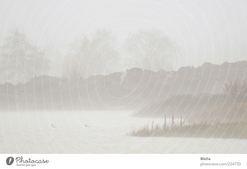 Ufer Umwelt Natur Landschaft Urelemente Wasser Klima schlechtes Wetter Nebel Baum Seeufer Teich natürlich trist grau Stimmung Endzeitstimmung Idylle ruhig