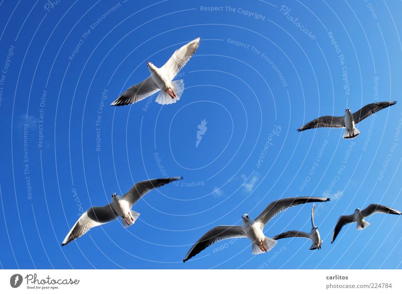 Gebratene Tauben sind gerade aus .... Tier Schönes Wetter Wind fliegen ästhetisch Freiheit Möwe Schweben Flügel Feder oben Tiergruppe Formation Zusammenhalt