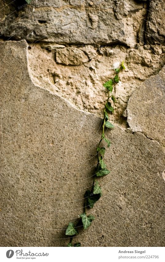 Mögliche Unmöglichkeit Umwelt Natur Pflanze Efeu Grünpflanze Wildpflanze exotisch Mauer Wand Fassade Putz abblättern Wachstum rebellisch trist wild anstrengen