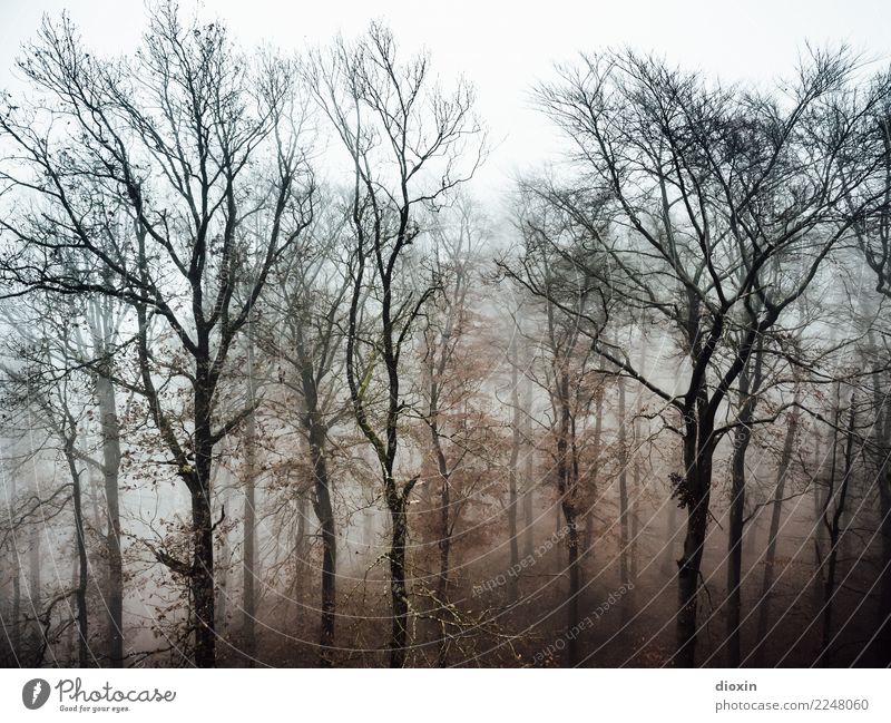 Back In The Woods [3] Ferien & Urlaub & Reisen Ausflug Abenteuer wandern Umwelt Natur Landschaft Pflanze Herbst Winter schlechtes Wetter Nebel Regen Baum Wald