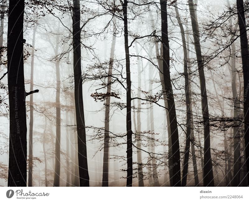 Back In The Woods [7] Ferien & Urlaub & Reisen Ausflug Abenteuer wandern Umwelt Natur Landschaft Pflanze Herbst Winter schlechtes Wetter Nebel Regen Baum
