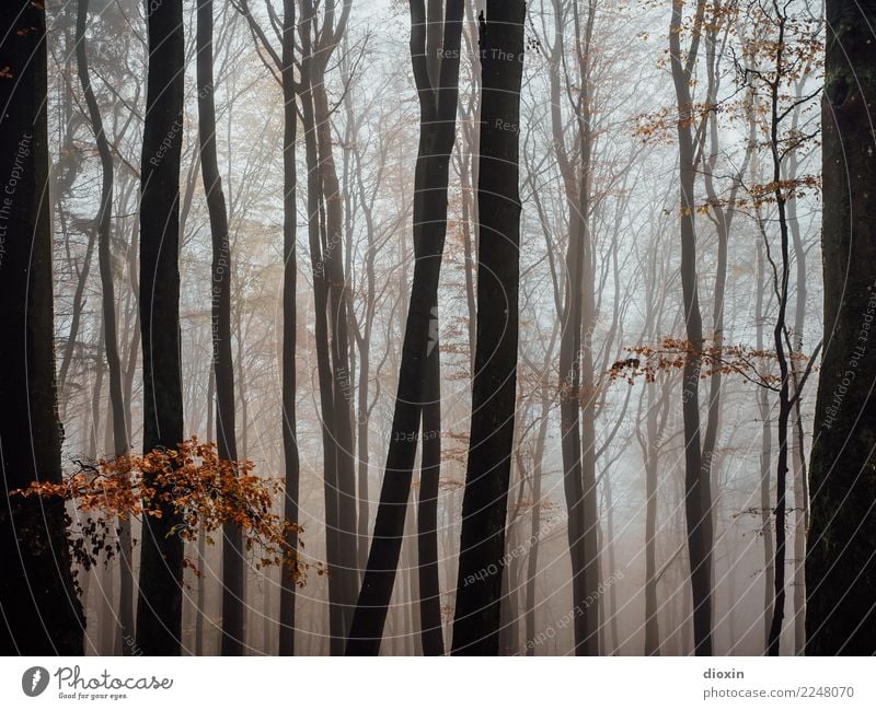 Back In The Woods [4] Ausflug wandern Umwelt Natur Landschaft Pflanze Herbst Winter Klima Wetter schlechtes Wetter Nebel Regen Baum Wald Berge u. Gebirge
