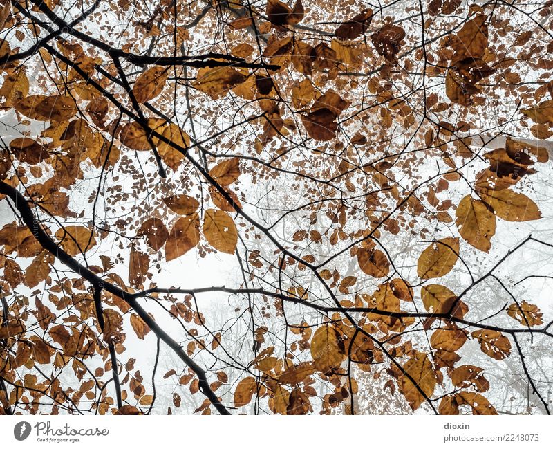 Laubwald Umwelt Natur Pflanze Himmel Herbst Klima Wetter schlechtes Wetter Baum Blatt Wildpflanze Wald Pfälzerwald Wachstum Farbfoto Gedeckte Farben