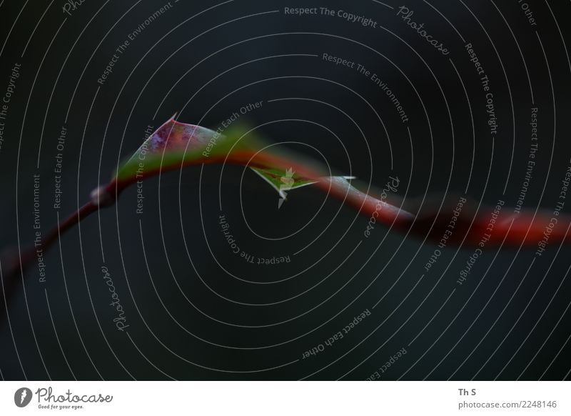 Blatt Natur Pflanze Herbst Winter Bewegung Blühend verblüht ästhetisch authentisch einfach elegant natürlich Spitze grün rot schwarz weiß Gelassenheit geduldig