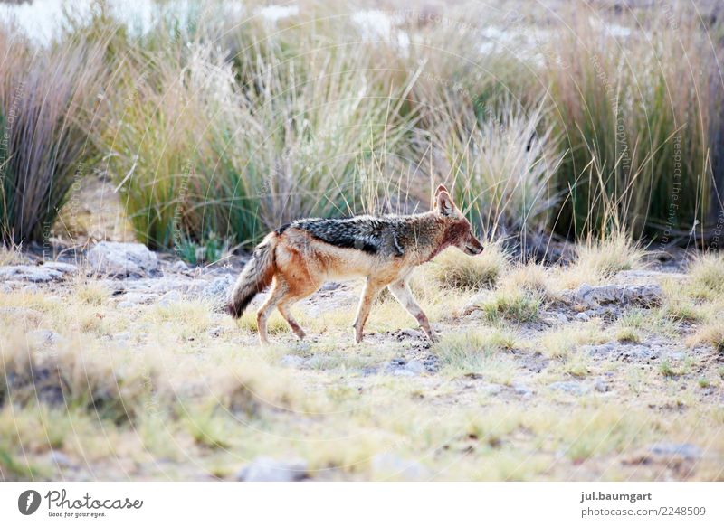 Kojote nicht ugly Lifestyle Ferien & Urlaub & Reisen Abenteuer Ferne Freiheit Safari Expedition Sommer Tier Wildtier 1 laufen außergewöhnlich Farbfoto