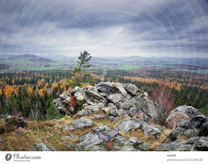 In die Ferne Umwelt Natur Landschaft Pflanze Wolken Horizont Schönes Wetter Baum Gras Sträucher Feld Wald Hügel Felsen wild Fernweh Idylle Aussicht Herbst