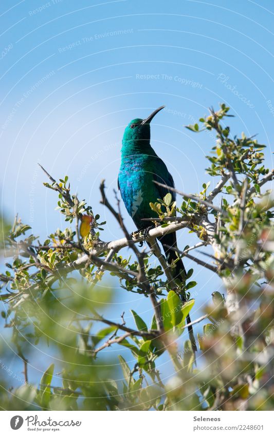 Sunbird Vogel Vogelbeobachtung Ornithologie gebüsch Tierwelt wild Natur Schnabel natürlich Feder Außenaufnahme Fauna schön farbenfroh grün Ast Umwelt