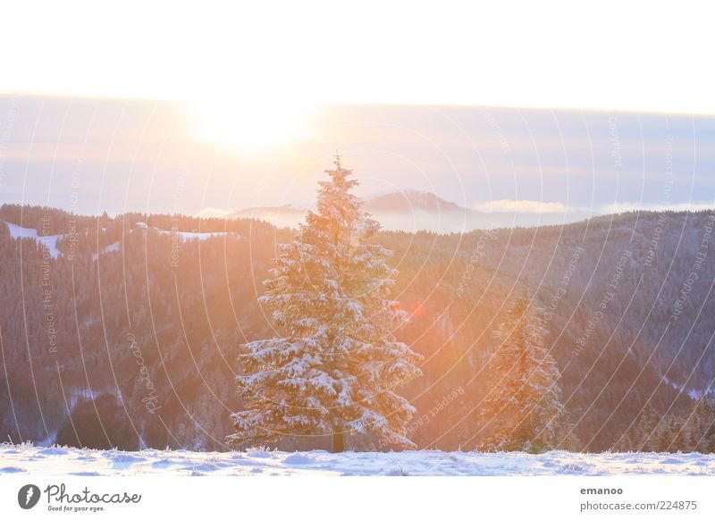 die schwarzwaldtanne Winter Schnee Berge u. Gebirge Umwelt Natur Landschaft Pflanze Sonne Klima Wetter Eis Frost Baum Wald Alpen Schlucht ästhetisch hell kalt