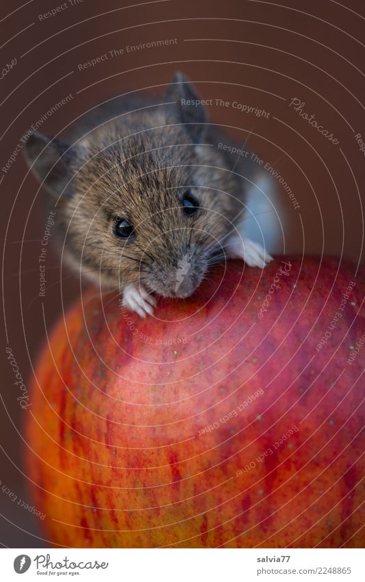 Vitamine für die Maus Natur Herbst Apfel Frucht Tier Tiergesicht Säugetier Nagetiere 1 Fressen Liebe frisch lecker niedlich oben klug süß braun rot genießen