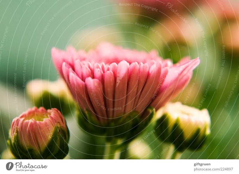 frühlingsgruß Umwelt Natur Pflanze Frühling Blume Blüte Blühend ästhetisch frisch schön rosa Fröhlichkeit Lebensfreude Vorfreude Blütenblatt Pflanzenteile